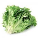 2000 PCS Seeds American Lettuce der Salat Green Organic Vegetables 2000 PCS Seeds American Lettuce der Salat Green Organic Vegetables