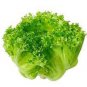 2000 PCS Seeds American Lettuce der Salat Green Organic Vegetables