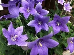 20 PCS Seeds Bonsai Purple Platycodon Grandiflorum