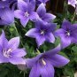 20 PCS Seeds Bonsai Purple Platycodon Grandiflorum