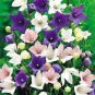 20 PCS Seeds Bonsai Purple Platycodon Grandiflorum