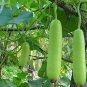 200 PCS Seeds Bottle Gourd NAM Tao Yao (Asian Vegetable)