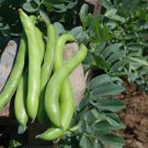 12 PCS Seeds Broad Bean Seed Aquadulce Organic Vegetables