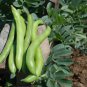 12 PCS Seeds Broad Bean Seed Aquadulce Organic Vegetables