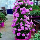 200 PCS Seeds Climbing Geranium Collection Pelargonium Perennial