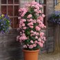 200 PCS Seeds Climbing Geranium Collection Pelargonium Perennial