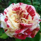 900 PCS Seeds George Burns Floribunda Rose