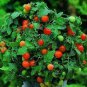 60 PCS Seeds Heirloom 'Da Tong' Green Pearl Cherry Tomato Organic