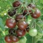 60 PCS Seeds Heirloom 'Da Tong' Green Pearl Cherry Tomato Organic