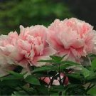 10 PCS Seeds Heirloom Middle-sized Pink Peony Flower 10 PCS Seeds Heirloom Middle-sized Pink Peony Flower