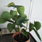 20 PCS Seeds Imported Bodhi Tree Religiosa Potted Garden