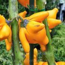 100 PCS Seeds Yellow Solanum Mammosum, Cow's Udder, Great Tasty Nipplefruit, Titty Fruit