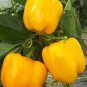 16 PCS Seeds Golden Yellow Sweet Bell Pepper