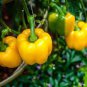 16 PCS Seeds Golden Yellow Sweet Bell Pepper