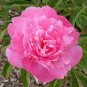10 PCS Seeds Heirloom 'Shao Nvqun' Pink Multi Petalled Peony Flower