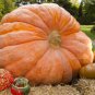10 PCS Seeds Rare Giant Pumpkin