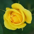 100 PCS Seeds Rare Golden Rose Flower Shrub