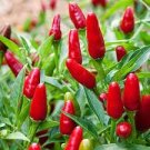 40 PCS Seeds Red Heart Ornamental Pepper 40 PCS Seeds Red Heart Ornamental Pepper