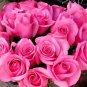 100 PCS Seeds Yunnan Pink Rose Garden Flower Beautiful