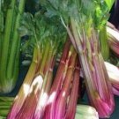 60 PCS Seeds Apium Graveolens Red Stem Celery Vegetable Hybrid