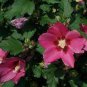 100 PCS Seeds Beautiful Dwarf Sharon Flowers