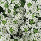 440 PCS Seeds Beautiful White Sun Plant