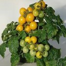 600 PCS Seeds Mixed F1 Hybrid Tomato with Yellow Strip