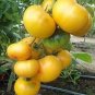 600 PCS Seeds Mixed F1 Hybrid Tomato with Yellow Strip