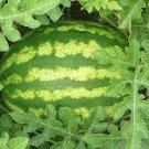 200 PCS Seeds watermelon sweet& juice very tasty easy-growingtropical fruit