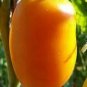 200 PCS Seeds Tomato 'mango' Orange Fruit Vegetable