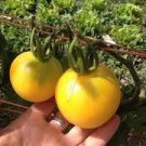 400 PCS Seeds Tomato Yellow 'Beef Heart' Organic Vegetable 400 PCS Seeds Tomato Yellow 'Beef Heart' Organic Vegetable
