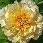 10 PCS Seeds 'Black Pur' Peony Flower Pale White to Light Purple to Black Double Petals