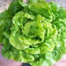 1000 PCS Seeds Lettuce 'Tomy Thumb' Organic Vegetable