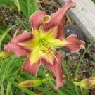 20 PCS Seeds Original Pack Combos Garden Planting Seeds Chicory Day Lily 20 PCS Seeds Original Pack Combos Garden Planting Seeds Chicory Day Lily
