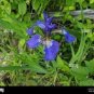 60 PCS Seeds Rhizoma Iridis Orris Root Blue Flowers