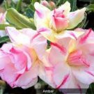 200 PCS Seeds Adenium Mixed 9 Types Double Petals Flower 200 PCS Seeds Adenium Mixed 9 Types Double Petals Flower