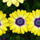 200 PCS Seeds African Blue Eyed Daisy Flower Osteospermum