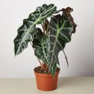 200 PCS Seeds Alocasia lowii 'Polly amazonica' Indoor Plant Ornamental Plant