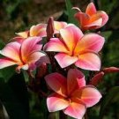 40 PCS Seeds Frangipani Plumeria Rubra Flower