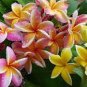 40 PCS Seeds Frangipani Plumeria Rubra Flower