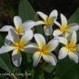 40 PCS Seeds Frangipani Plumeria Rubra Flower