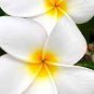 40 PCS Seeds Frangipani Plumeria Rubra Flower