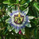200 PCS Seeds Hardy Fragrant Passion Flower Osaka
