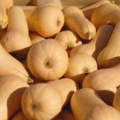 20 PCS Seeds Heirloom Nutter Butter Squash Vegetable Organic 20 PCS Seeds Heirloom Nutter Butter Squash Vegetable Organic
