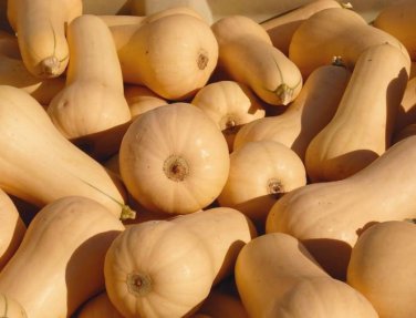 20 PCS Seeds Heirloom Nutter Butter Squash Vegetable Organic
