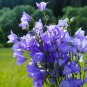 60 PCS Seeds Mix Violet Perennial Plants Flower