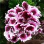 200 PCS Seeds Perennial Geranium Bonsai Pelargonium Peltatum Flower