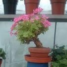 210 PCS Seeds Bonsai Potted Geranium Planting Season Flores