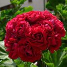 200 PCS Seeds Geranium Plants Red Rose Pelargonium Perennial Flower