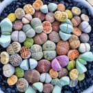 200 PCS Seeds Mix Lithops Bonsai Living Stones Succulent Cactus Organic Garden Bulk Plant 200 PCS Seeds Mix Lithops Bonsai Living Stones Succulent Cactus Organic Garden Bulk Plant